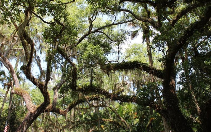 Phase 3 Tree Canopy