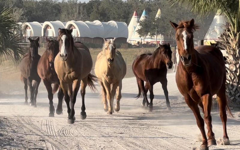 Running Horses